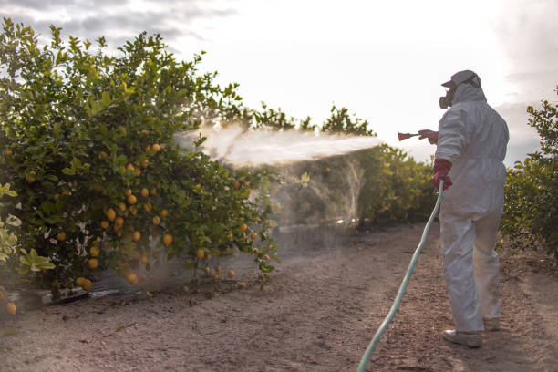 Best Termite Control Services  in Irmo, SC