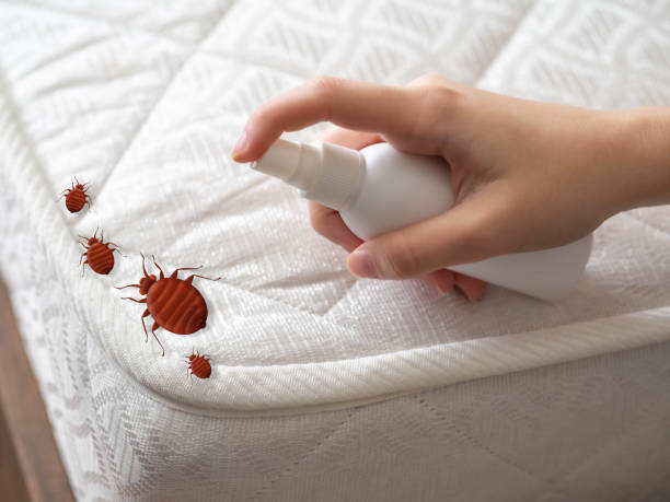 Best Pest Control Near Me in Irmo, SC