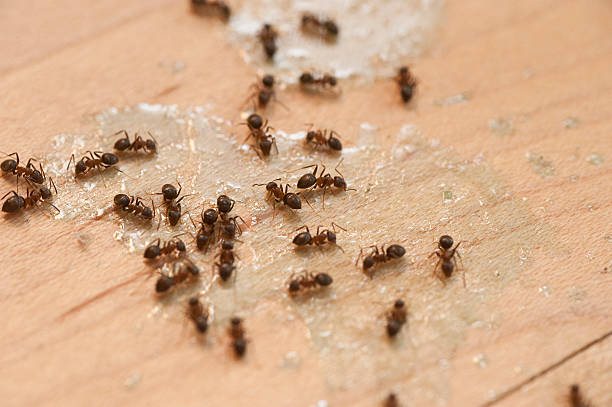 Best Ant Control Services  in Irmo, SC
