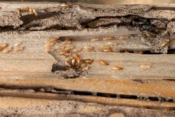 Bird Control in Irmo, SC