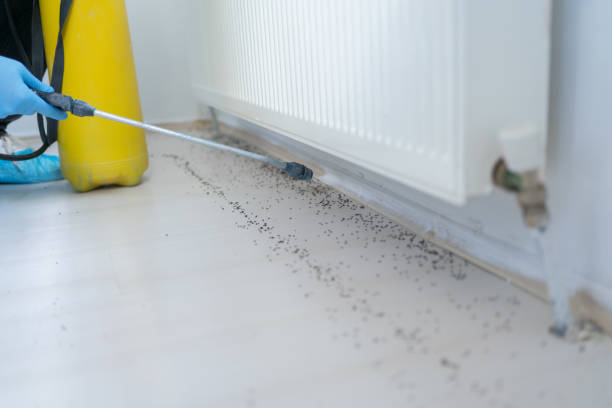 Best Insect Control  in Irmo, SC